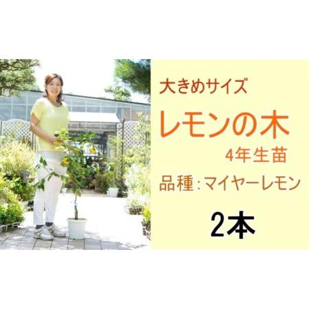 ふるさと納税 鉢植え レモンの木 大きめサイズ 4年生 苗 2本 配送不可 北海道 沖縄 離島 福岡県朝倉市