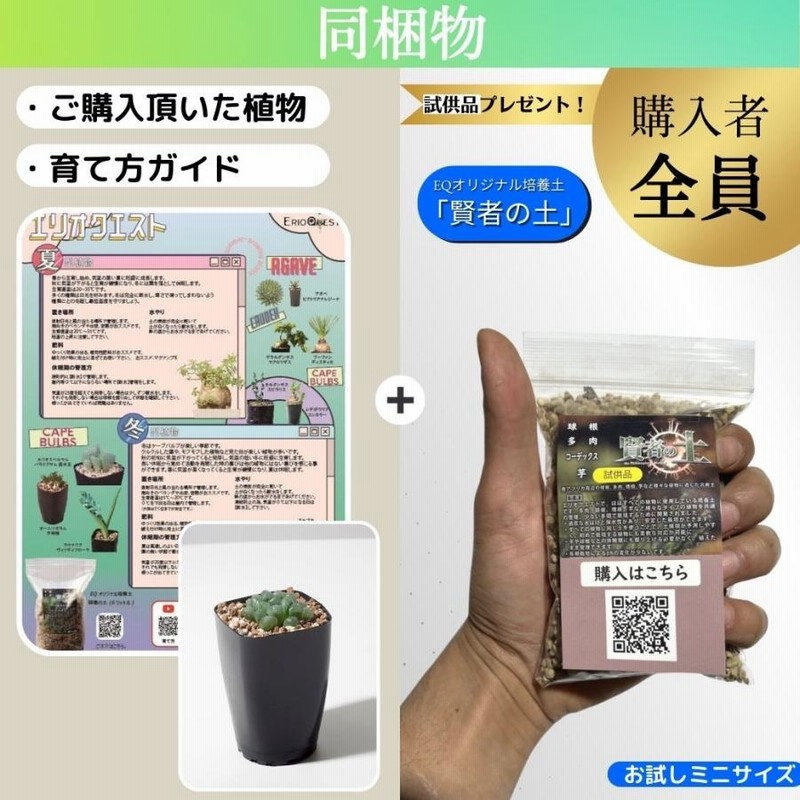 おすすめ バキバキ 特大亀甲竜 沖縄管理5年 メルカリ - （送料