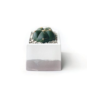 莫蘭迪粉系列 | 聖王丸仙人掌 方形雙色水泥仙人掌植栽