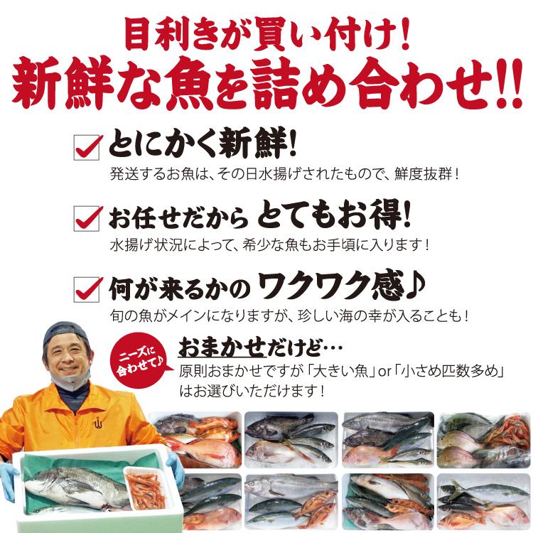 お歳暮 鮮魚ボックス 朝獲れおまかせ鮮魚セット5000円コース (３種以上) 詰め合わせ　ウロコ・内臓・エラ処理済み