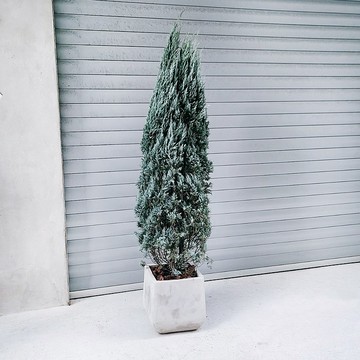 濃情家族大聖誕樹