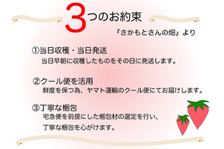 『予約受付』濃厚苺 さちのか 250g×2パック(合計500g) 濃厚いちご 苺 イチゴ 果物 フルーツ ビタミン