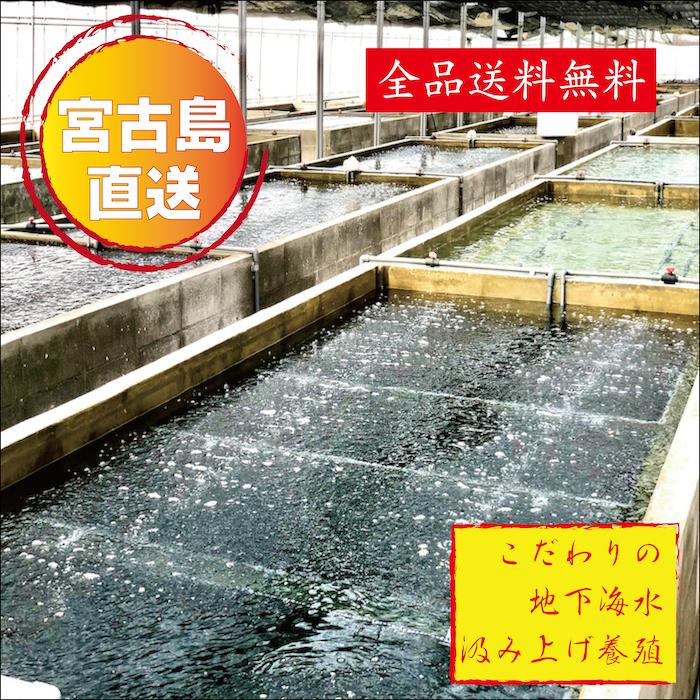 250g×2箱 250gにタレ2P　登録商標　海ぶどう　茎が多いB品です　500g 沖縄 宮古島 海ぶどう 直送 池間島 登録商標 送料無料