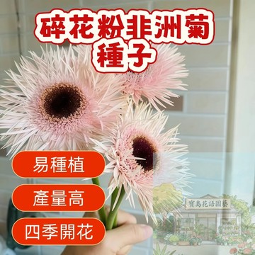 🌷🌷碎花粉非洲菊種子 【非洲菊種子】 易種植 四季開花· 非洲菊   四季易種活 陽台室內室外 盆栽花卉種子