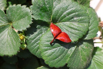 【訂製】鯨魚尾耳環|無耳洞/耳夾|項鍊|紅銅|純手工|手作禮物