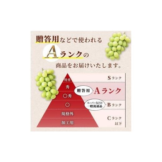 ふるさと納税 山形県 高畠町 ≪先行予約≫2024年 山形県 高畠町産 シャインマスカット食べ比べ 2回お届け 2024年9月下旬から順次発送 ぶどう ブ…