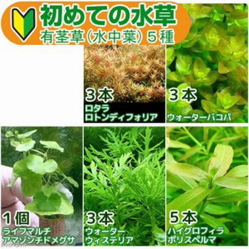 人気No.1 ２０本 水草 無農薬 ウォーターバコパ 水上葉 水草