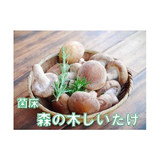 ふるさと納税 兵庫県 南あわじ市 淡路島産の菌床生椎茸（しいたけ）