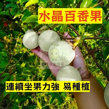 🌱早熟高產 水晶百香果種子BXG-15 連續坐果率強 生長快 易生長 熱情果 高產 抗病抗旱易種植 高產爬藤水果種子