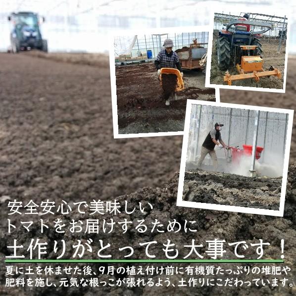 [予約 5以降お届け]アイコミックス1.1kg 親バカトマトのミニトマト いわき市産 助川農園 農園直送 ギフト