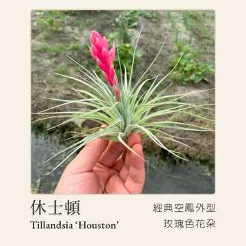 ［狂買園藝］空氣鳳梨 休士頓  /送禮小物/辦公室小物/婚禮小物