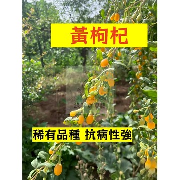 🌱早熟高產 黃枸杞種子GQ-6  耐寒性強 稀有  紅耳墜 甜菜子 易生長  高產 抗病抗旱易種植 高產爬藤蔬菜種子