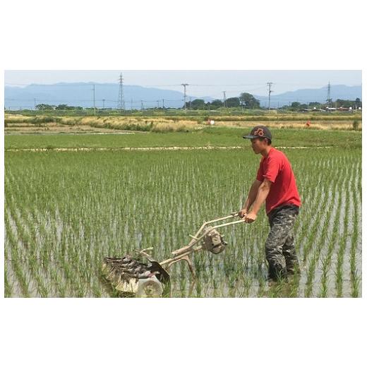 ふるさと納税 山形県 三川町 ecofarmすがわら特別栽培米ひとめぼれ10kg×6回