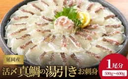 鮮度抜群！延岡産活〆真鯛の湯引きお刺身　A477   請関水産