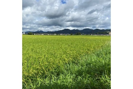 2023年産 京都・京丹後峰山 特別栽培米ブレンド米 10 kg（コシヒカリ・ミルキークイーン）