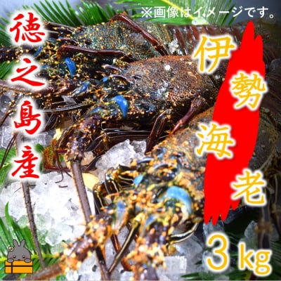 ～徳之島獲れ!伊勢海老～(約3kg)