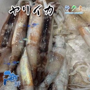 ヤリイカ  500g （１kg 約8~12尾） やりいか 焼き物 真子塩ゆで しょうゆ炒め トマト煮