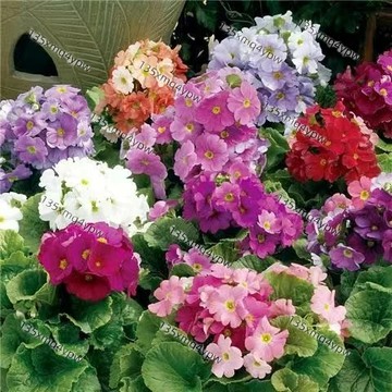 台灣現貨 四季櫻草種子（1000粒）四季易活花籽 櫻草花種子 多彩報春花 全網款式最全 花卉種子 春天種植花卉 小院種植