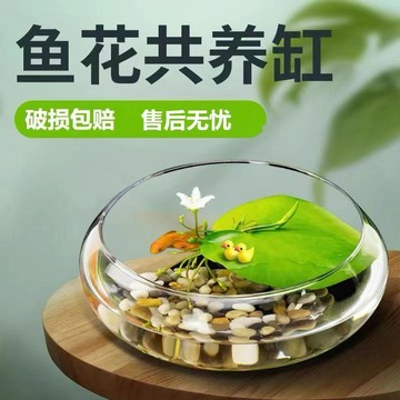 ✨超低價 免運 ✨水培植盆 水培植物花盆透明玻璃器皿水仙水培噴銅錢草碗蓮水培花盆水培植物造景生態魚缸