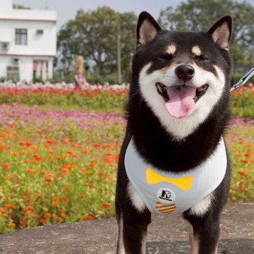 免費姓名訂製 反光寵物胸背帶 小紳士領帶 質感條紋款