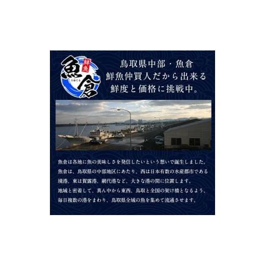 ふるさと納税 鳥取県 北栄町 ５７６．鳥取ブランド　松葉ガニ『五輝星』※2023年11月頃〜2024年3月頃に順次発送予定※着日指定不可