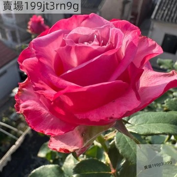 現貨🌹【魅影玫瑰種子】🌹（250粒）今年新種 包對版 四季種植 多年生可做切花 四季懶人室內外庭院盆栽花卉種子 耐寒易活