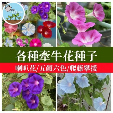 佳美 🌼多色喇叭花種子 重瓣大花牽牛種子矮生牽牛花盆栽室外爬藤爬墻攀岩綠化觀賞花卉混色開花不斷盆栽易活