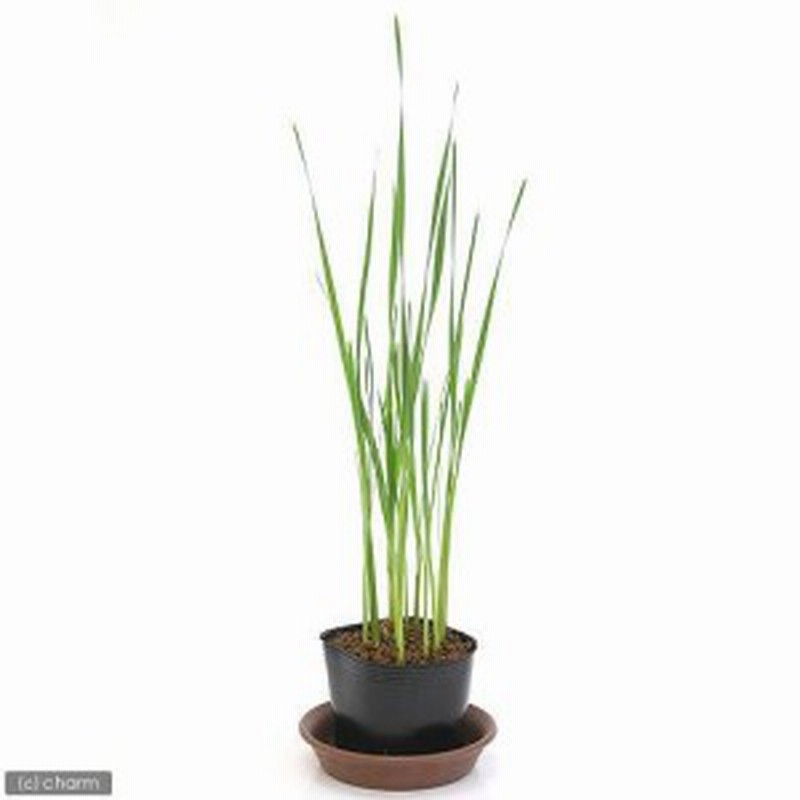 ビオトープ 水辺植物 コガマ １ポット 抽水植物 休眠株 通販 Lineポイント最大1 0 Get Lineショッピング