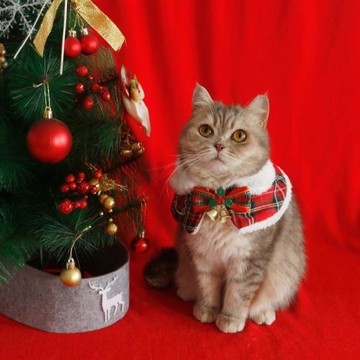 寵物圣誕小披肩貓咪圍脖狗狗小衣服泰迪脖套布偶圍巾可愛拍照用品