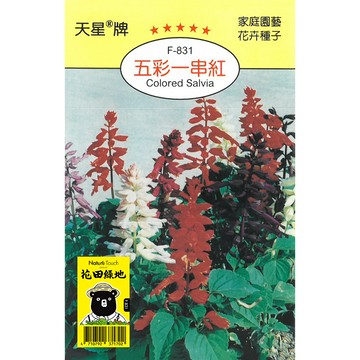 花田綠地種子 五彩一串紅