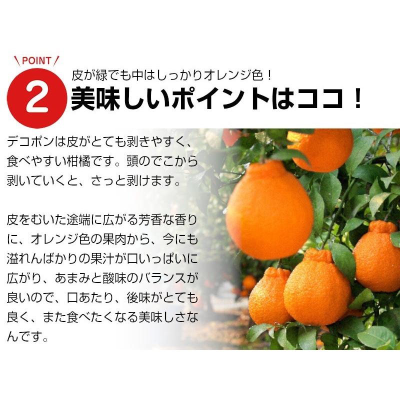 熊本産　デコポン5kg 送料無料 果物ギフト ギフト・ご贈答用