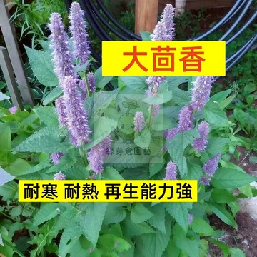 🌱早熟高產 大茴香種子HX-1 耐寒 耐熱 再生能力強 易生長 抗病性強 茴香仔 小茴 易種植 高產陽台盆栽蔬菜種子