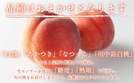 桃 5kg 先行予約 2024年 グルメ 《品種おまかせ「 白鳳 」「 あかつき 」「 なつっこ 」いずれか1品種》 光センサー選別品  配送先は本州限定 2024年8月上旬頃から2024年8月下旬頃まで順次発送予定 日時指定不可 令和6年度出荷分 長野県 飯綱町 [0057]