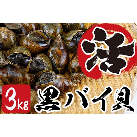 ふるさと納税 活黒バイ貝３kg（冷蔵便） 富津産 千葉県富津市