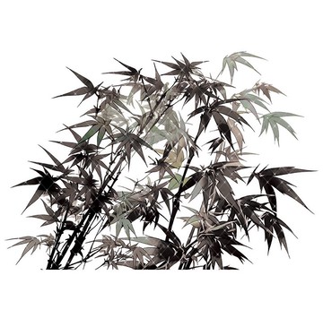 遠竹峽 PET 紙膠帶 貝殼光