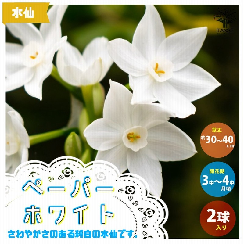 花球根 水仙 香り房咲き水仙ペーパーホワイト お買い得2球セット 球根 花の球根 鉢植え ガーデニング 送料無料 通販 Lineポイント最大0 5 Get Lineショッピング