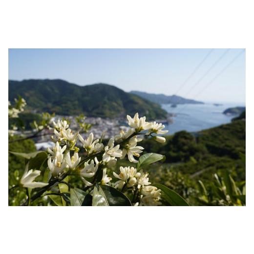 ふるさと納税 愛媛県 西予市 とびっきりの愛媛片山果樹園　温州みかん３kg（家庭用大小混合）