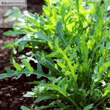 現貨 芝麻菜種子（100粒）當季新種 四季種植 陽台庭院 盆栽 田園陽台種植蔬菜種子 遇土就活 高產 超低價