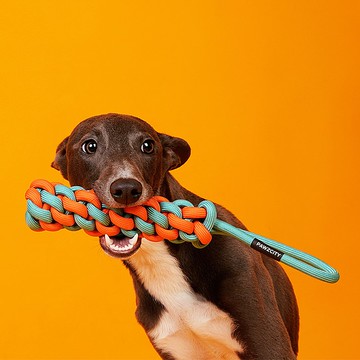 狗狗巡迴都市霓虹麥穗