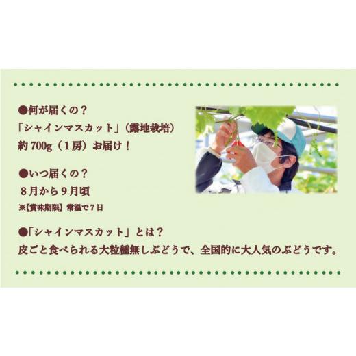 ふるさと納税 岡山県 備前市 岡山県備前市産　樹上完熟「シャインマスカット」（露地栽培）1房