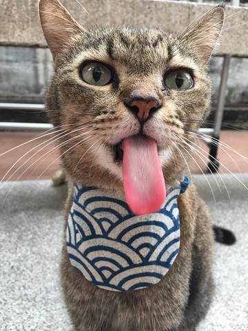 A-NI 貓狗項圈圍裙版