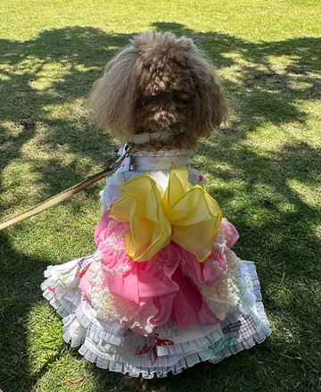 訂製/原創狗狗浴衣/蘭壽浴衣