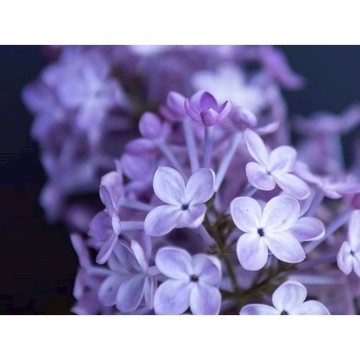 ❀台灣當天發貨❀丁香花種子 今日下單明日進店發出 室外庭院門前 觀賞花卉植物 耐寒耐熱 新手易種植