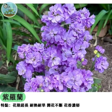 🌿【新手必成】紫羅蘭種子 復古香花 切花盆栽兩用 品種混色 秋播首選 陽台花園必備 低維護好照顧 蜜源植物