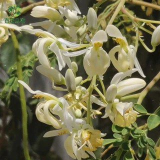 辣木樹籽奇蹟樹種子 櫻花/迎客松/ 超級食物 植物種子 天然保健 辣木樹苗 辣木籽種植 印度傳統辣木 辣木茶原料