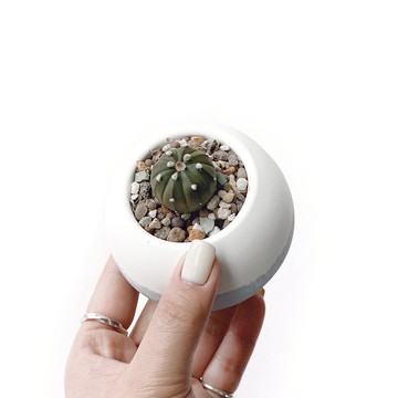 (現貨) 莫蘭迪藍系列 | 兜 圓潤造型雙色水泥仙人掌植栽 肥圓