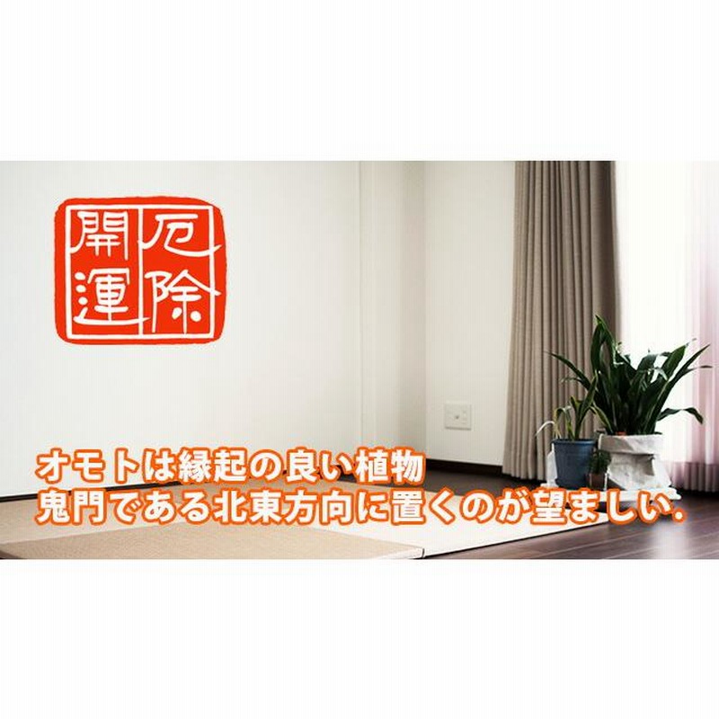 万年青 オモト おもと 【 万年青の鉢植え 篭付き 】 プレゼント 万年青 オモト おもと 【 万年青の鉢植え 篭付き 】 プレゼント