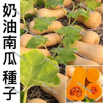 限時福利反饋 現貨【奶油南瓜】（50粒）紅肉奶油南瓜 奶油南瓜種子 蔬菜種子 庭院盆栽種植 香甜軟糯 高產種植 超高發芽