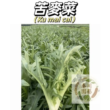 【清涼退火】苦蕒菜/苦麻菜種子鵝仔菜｜傳統野菜 春季快收｜煮湯清炒 甘苦回韻｜生命力強 新手可種｜附極簡種植法｜現貨速發