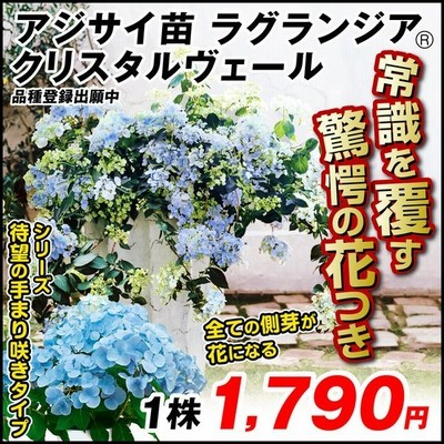 アジサイ 苗 苗木 ラグランジアr クリスタルヴェール 品種登録出願中 1株 アジサイの木 紫陽花 あじさい アジサイの苗木 庭木 植木 花木苗 Pw 通販 Lineポイント最大1 0 Get Lineショッピング